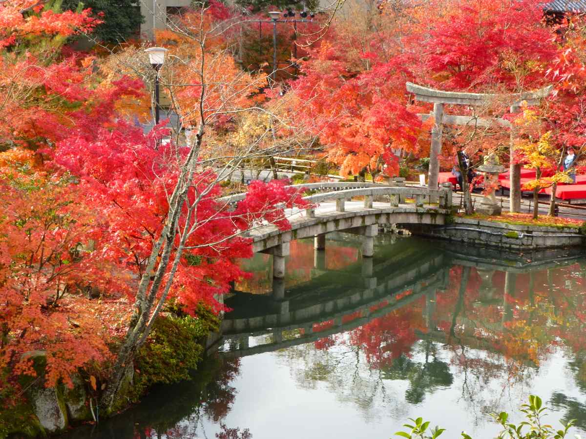 京都永観堂（禅林寺）の紅葉ライトアップ情報とアクセス方法